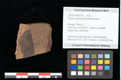 Foto (Objekt + Etikett) von Quercus palaeoilex Ettingshausen (NHMW-GEO-2024-0188-0859)